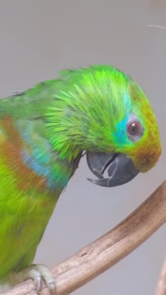 Зеленый Попугай Лесах Амазонки Вертикальное Видео — стоковое видео