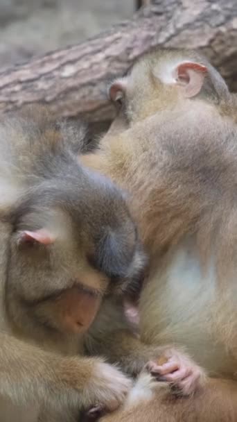 Family Monkeys Tree African Savannah Vertical Video — Stock Video