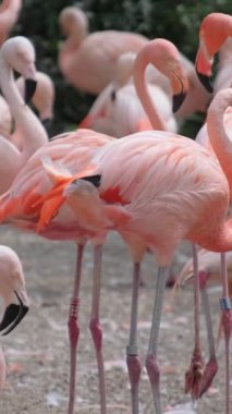 Göletin yanında güzel flamingolar var. Hindistan 'daki göçmen kuşlar. Dikey video.