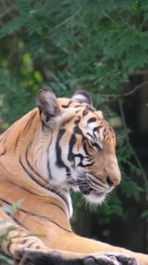 Büyük bir kaplan güneşli bir günde dinlenir. Bengal kaplanı yeşil çalıların arasında uzanıyor. Bu büyük kaplan bir ağaçta yatıyordu ve dinleniyordu. Dikey video
