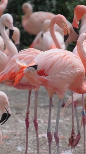 Красивые Фламинго Пруда Мигрирующие Птицы Индии Вертикальное Видео — стоковое видео