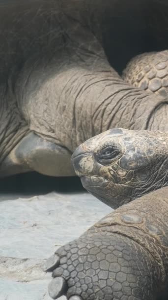 Tropikal Bir Adada Ayakta Duran Dev Gri Bir Galapagos Kaplumbağası — Stok video