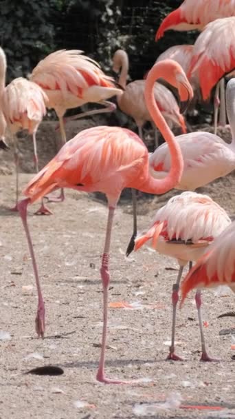Flamingo Rosenbevingad Fågel Familjen Flamingo Moderna Flamingoarterna Vertikal Video — Stockvideo