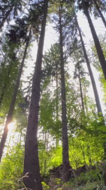 Kolları doğada yükselen ağaçların arasında duran genç bir kadın. Genç bir kadın, rahatlatıcı, parlak atmosferiyle ormanda kollarını açmış temiz hava alıyor. Dikey video