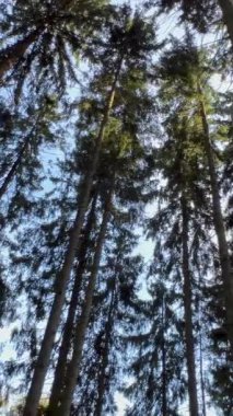 Kozalaklı ormandaki dev ağaçlar. Yaz zamanı. Ağır çekim. Dikey video.