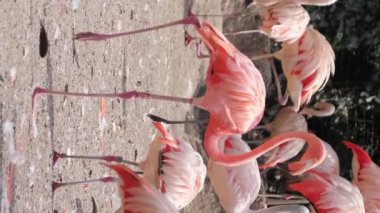 Flamingo, Flamingo ailesinin modern flamingo türlerinden biri olan pembe kanatlı bir kuştur. Dikey video.