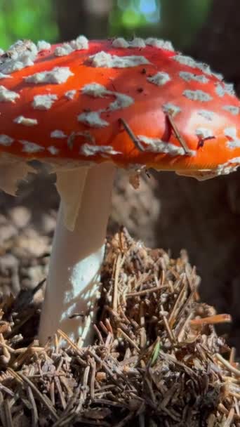 Fly Agaric Fly Amanita Mushroom Muscimol Mushroom Wild Mushroom Growing — Stock Video