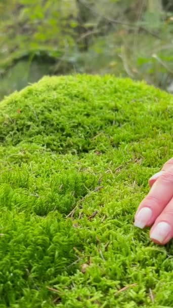 Kobieta Bawiąca Się Lesie Kobieta Śledzi Zielony Mech Ekologia Ostrożnie — Wideo stockowe