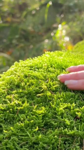 Una Mano Mujer Toca Musgo Verde Bosque Tropical Armonía Calma — Vídeos de Stock