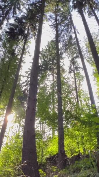 Jovem Mulher Entre Árvores Com Braços Levantados Natureza Jovem Mulher — Vídeo de Stock