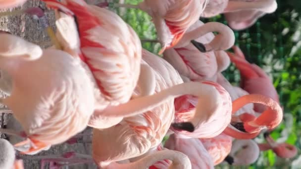 Яркость Больших Фламинго Блуждающих Воде Южная Африка Вертикальное Видео — стоковое видео