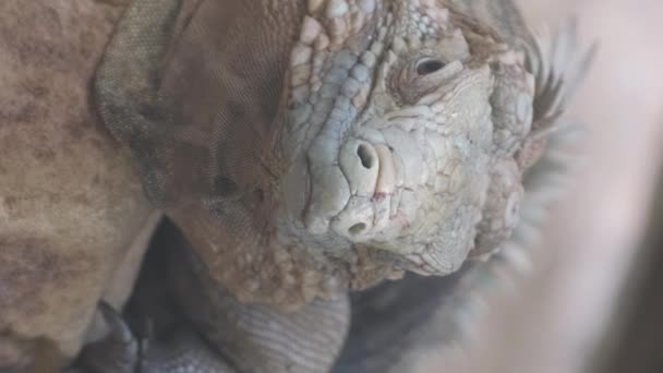 Yeşil Bitkinin Üzerinde Oturan Bahçe Kertenkelesinin Yakın Çekimi Dikey Video — Stok video