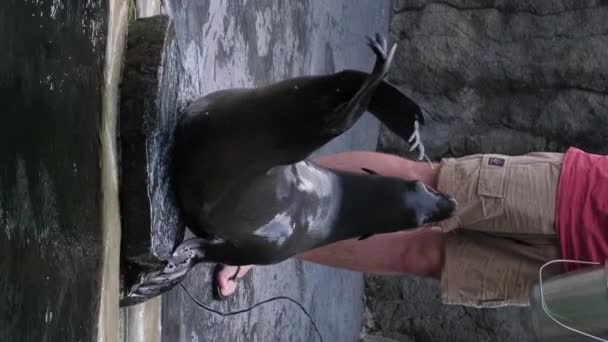 驯兽师训练毛皮海豹 一只耳朵海豹的亚科 垂直录像 — 图库视频影像