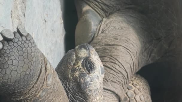Tropikal Bir Adada Ayakta Duran Dev Gri Bir Galapagos Kaplumbağası — Stok video