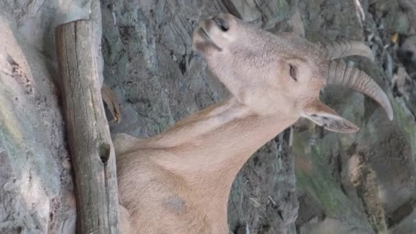 Ibex Mountain Goats Mountains Spain Vertical Video — Stock Video