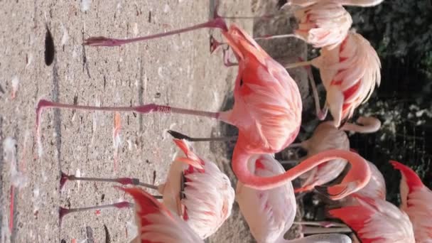 Flamingo Een Vogel Uit Familie Flamingo Flamingo Verticale Video — Stockvideo