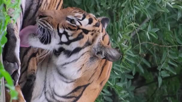 金の虎は高台に横たわっており その長い舌で体を舐めている タイガー自身が成長する バーティカルビデオ — ストック動画