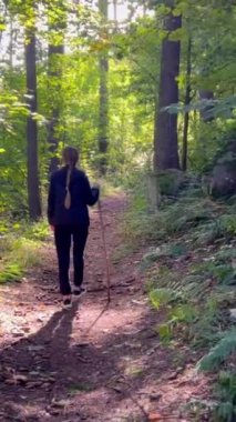 Güneşli bir sonbahar gününde, dişi yürüyüşçünün arka görüntüsü ormanda yürüyüş yapıyor. Sonbaharda renkli bir orman. Dikey video