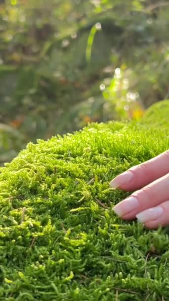 Close Uma Mão Tocando Musgo Verde Uma Floresta Tropical Salve — Vídeo de Stock