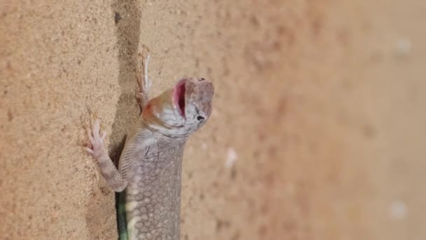 Jaszczurka Pustyni Piasku Zbliżenie Pionowe Wideo — Wideo stockowe