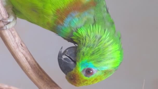 アマゾンの森の緑のオウム バーティカルビデオ — ストック動画