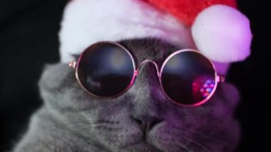 Noel Baba kostümlü bir kedi dans ediyor, siyah gözlük takıyor. Yeni yıl ve Noel tatili kavramı.