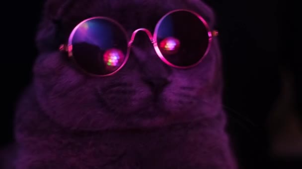 Portret Van Een Schotse Kat Een Zonnebril Kat Danst Het — Stockvideo