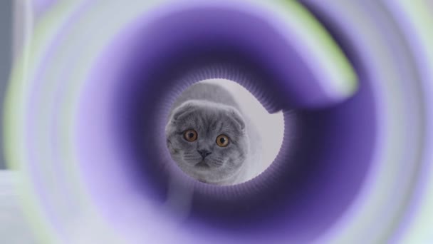 Scottish Cat Playing Tunnel Pets — Stock Video