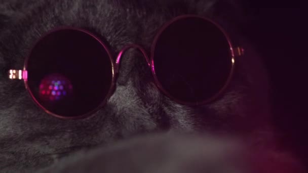 Hermoso Gato Gris Está Bailando Una Fiesta Con Gafas Oscuras — Vídeos de Stock