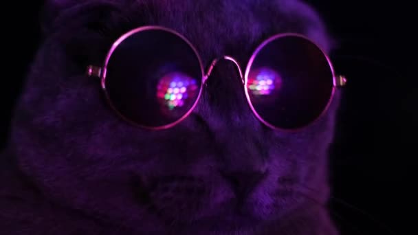 Fajny Szary Kot Okularach Przeciwsłonecznych Taniec Dyskotekowej Imprezie — Wideo stockowe