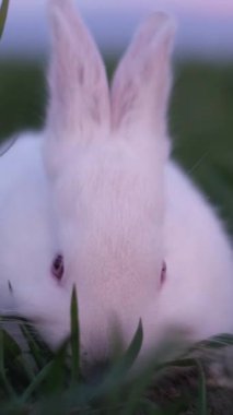 Küçük beyaz bir tavşan tarlada ot yiyor. Bahçede güzel bir tavşan. Dikey video. Kapat.. 