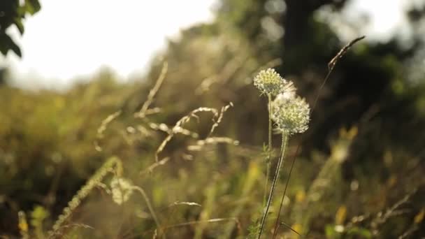 바람에 흔들리는 잔디와 필드의 클로즈업 생물학 — 비디오