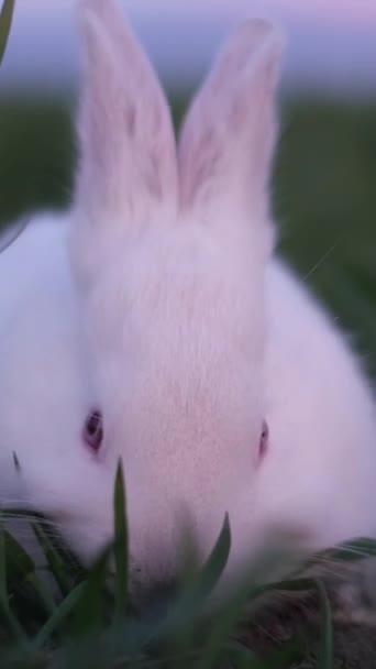 Ένα Μικρό Άσπρο Κουνέλι Τρώει Χορτάρι Στο Χωράφι Ένα Όμορφο — Αρχείο Βίντεο