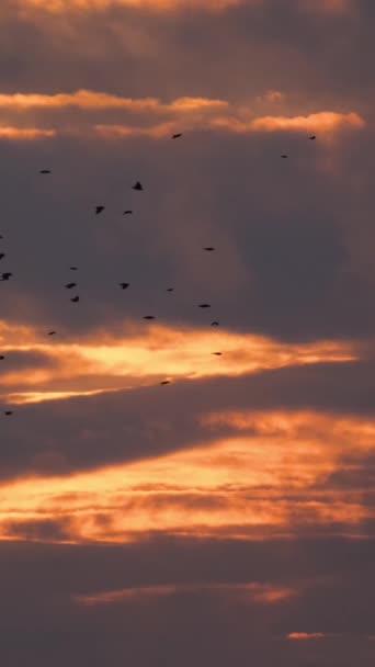 Beautiful Sunset Birds Fly Frame Vertical Video — Stock Video