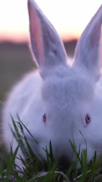 Ein Weißer Hase Frisst Grünes Gras Vertikales Video — Stockvideo