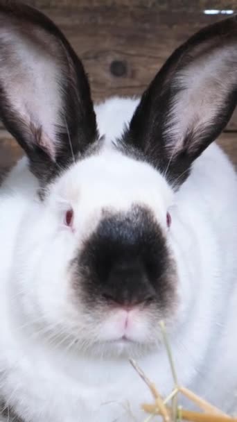 农场里的白兔 垂直录像 — 图库视频影像