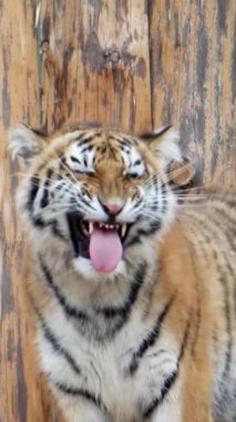 Büyük dişleri olan kızgın bir kaplanın yakın çekimi. Dikey video. Sumatra kaplanı dişlerini tıraş ediyor.. 