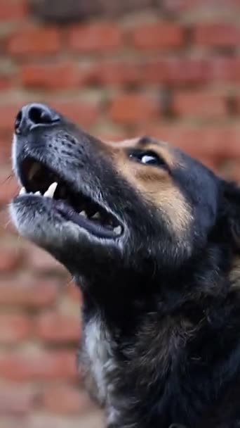 攻撃的な犬は危険な歯を示しています ドイツシェパード攻撃 ヘッドディテール バーティカルビデオ クローズアップ 危険なドイツの羊飼いバーキング — ストック動画