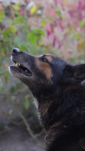 咄咄逼人地叫着老德国牧羊人好斗的狗露出危险的牙齿 有锋利牙齿的硬狗 垂直录像 — 图库视频影像