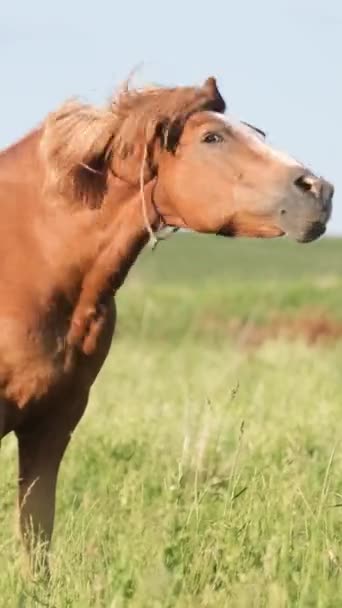 Dorosły Koń Stoi Zielonej Łące Letni Dzień Pionowe Wideo — Wideo stockowe