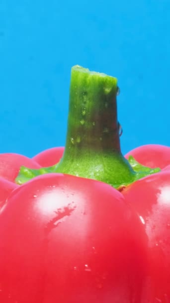 Pimentón Rojo Gira Sobre Fondo Azul Verduras Frescas Vídeo Vertical — Vídeos de Stock