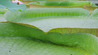 Victoria cruziana, nilüfergiller (Nymphaeaceae) familyasından Güney Amerika kökenli tropikal bir bitki türü.