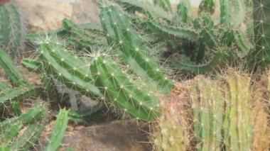 Botanik bahçesinde bir sürü farklı kaktüs var. Sergi kaktüsü.