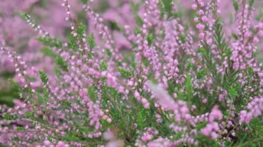 Lavanta labiumaceae familyasından bir bitki cinsidir. Çiçeklerin arka planı. Aromatik çiçek.