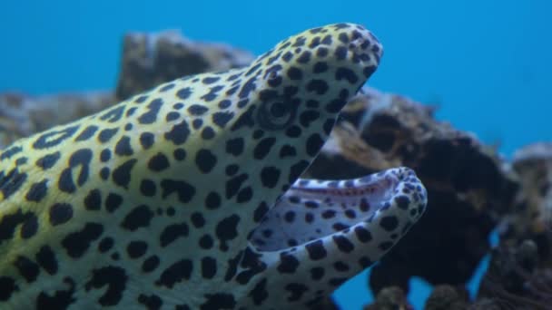 Muraena Rod Ryb Čeledi Úhořovitých Muraenidae Rudém Moři Egypt — Stock video