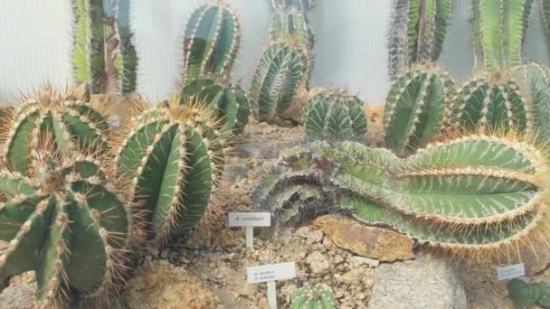Kaktusträdgård Utställningen Många Olika Kaktusar Växthuset Utställning Exotisk Samling Kaktusar — Stockvideo