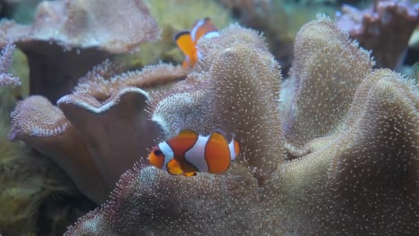 美丽的珊瑚礁与鱼在红海 — 图库视频影像