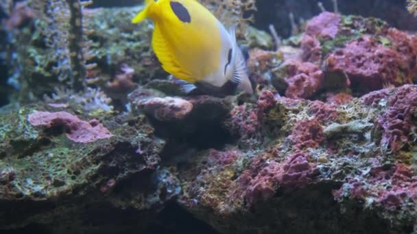 Piękne Żółte Ryby Rafy Koralowe Morzu Czerwonym Egipt — Wideo stockowe