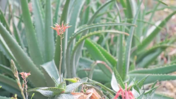 Kaktus Aloe Hijau Kebun Raya Tanaman Obat — Stok Video