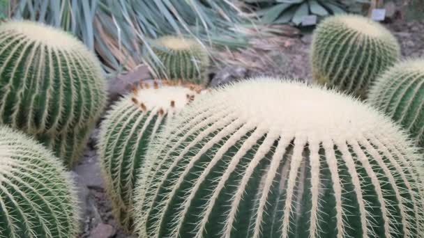 Skupina Kaktusů Které Rostou Botanické Zahradě Léčivé Rostliny Kaktusy — Stock video